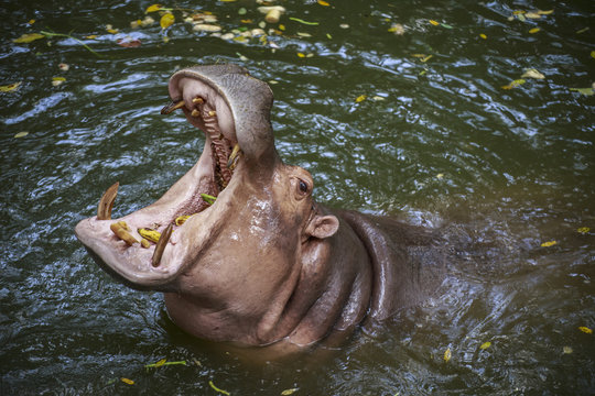 Hippopotamus lives in the water