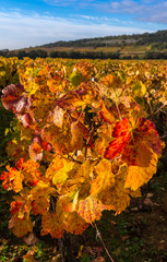 vignes bourguignonnes en automne