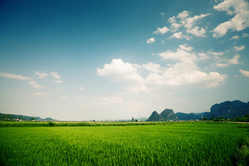 Rice field at sunny day