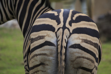 Ass of zebra