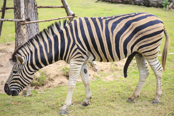 Fototapeta na wymiar One zebra
