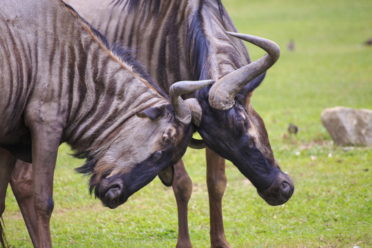 Fighting wilderbeast