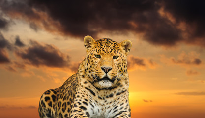  leopard on the sky background