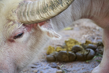 white buffalo / 
White buffalo and the dung elephant.