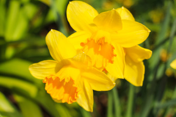 Yellow flowers are called Daffodil.