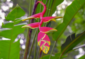 Red Heliconia flower/Red Heliconia flower in the jungle.