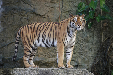 Fototapeta na wymiar The ferocious tiger