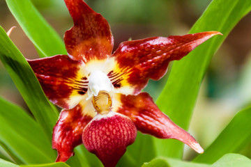 Orchidea in a garden in Mindo, Ecuador