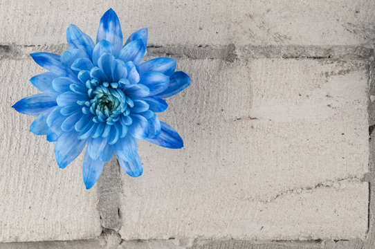 Blue chrysanthemum over grey brick wall