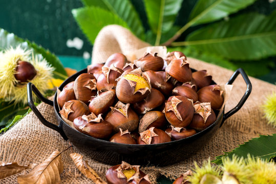 Castanea sativa