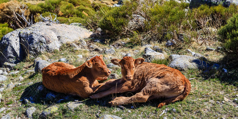 Terneros descansando en la sierra de Gredos, Madrid