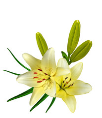 lily flowers isolated on white background