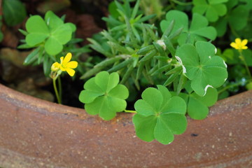 Two leaf of Shamrock have four lobes 