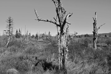 Dead trees standing in Canaan Valley, West Virginia