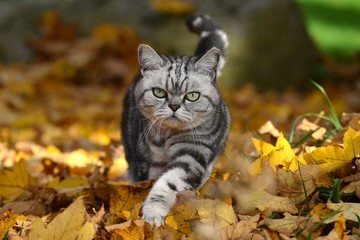 Britisch Kurzhaar Katze im Herbstlaub