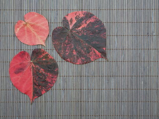 Three colorful big leafs with heart shape on a wooden mat