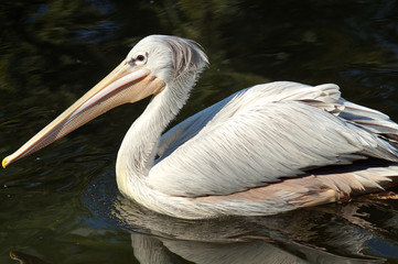 Fototapeta na wymiar Pink Backed Pelican