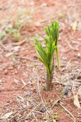 konjak plant, elephant yam