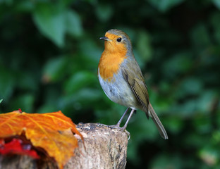 Close up of a robin on a tree trunk in autumn