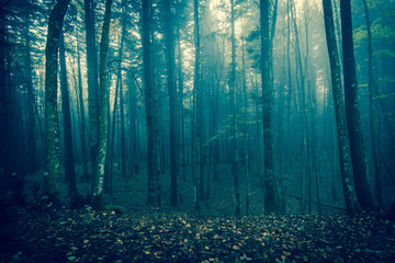 Foresta oscura con la nebbia