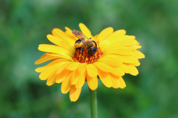 The bumblebee pollinates a calendula flower