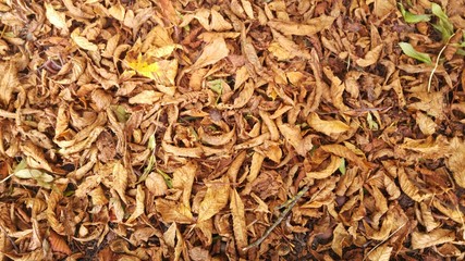 Autumn Leaves