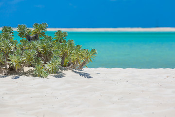 Tropical beach in Cayo Largo island