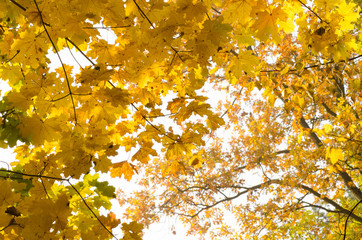 yellow maple leaves