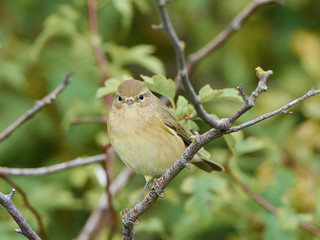 Common Chiffchaff (Phylloscopus collybita)