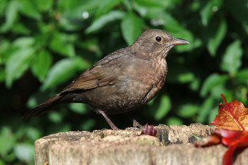 Close up of a female blackbird on a tree trunk in autumn