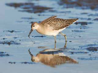 Ruff (Philomachus pugnax)