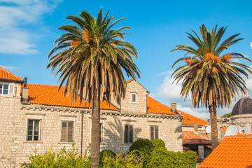 Fototapeta na wymiar Palm trees in the old town of Dubrovnik, Croatia