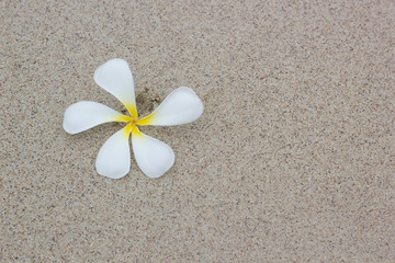 Beautiful white plumeria on sand