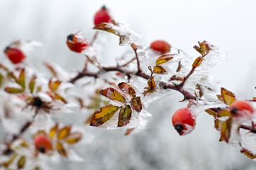 Rose thorn in the ice