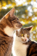 Zwei Katzen vor Bokeh Herbsthintergrund