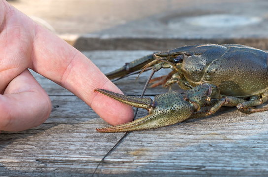 crayfish caught finger