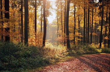 Obraz premium Herbstwald