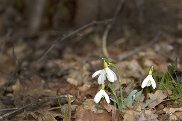 Snowdrops (Galanthus nivalis) in a floodplain forest