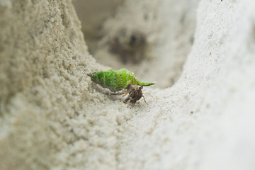 Green Hermit crab