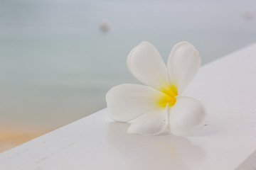 White plumeria on wooden table with beach background