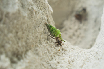 Green Hermit crab