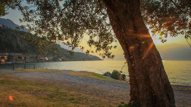 Alba sul lago con ulivo in time lapse