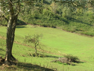 Campagna Toscana, piccola valle erbosa con olivi sparsi