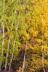 birches in fall forest
