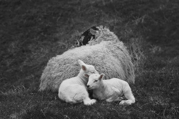 Ewe with two lambs at rest in pasture land.