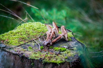 funghi sul tronco del albero