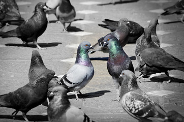 Pigeons Talking
