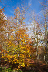 Foresta nel Monte Fumaiolo in autunno