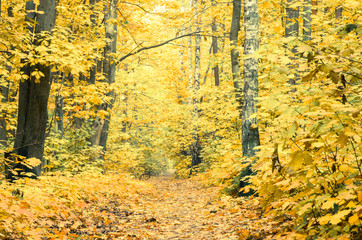 Obraz premium footpath in fall forest