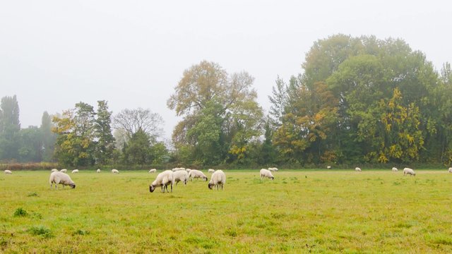 British Countryside - Sheeps in a Meadow Timelapse
